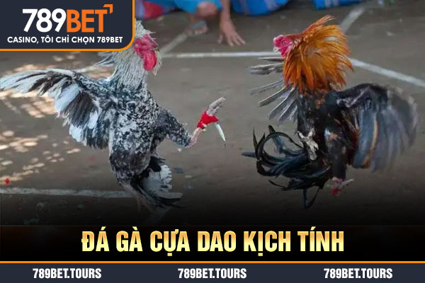 Đá gà cựa dao kịch tính