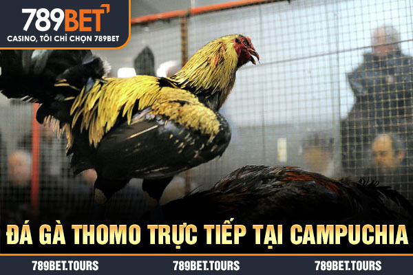 Đá gà Thomo trực tiếp tại Campuchia