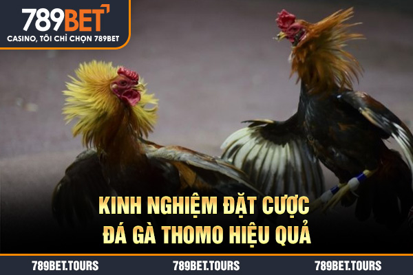 Kinh nghiệm đặt cược đá gà Thomo hiệu quả